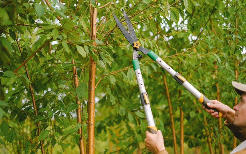 Tree trimming in Fontana, CA